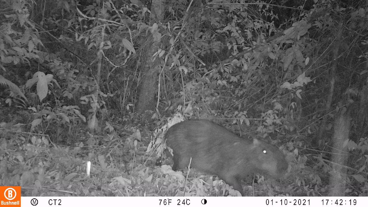Capybara in the woods