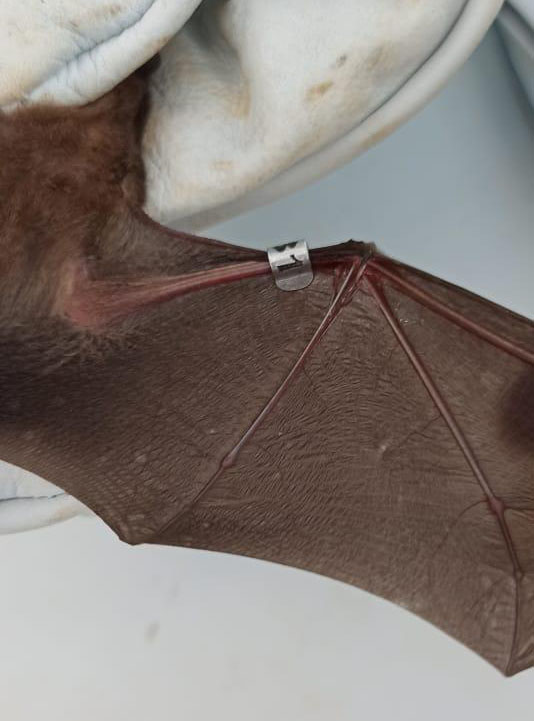 Bat wing with a "earring"