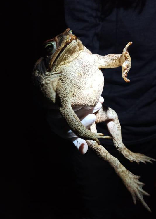 Frog in a researcher's hand